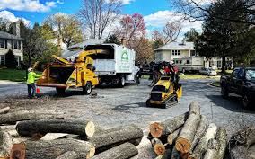 How Our Tree Care Process Works  in  Shadeland, IN